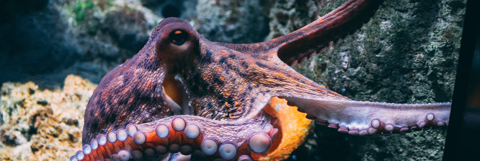 Octopus Farming Is Unsustainable And Cruel Plant Based Treaty 0249