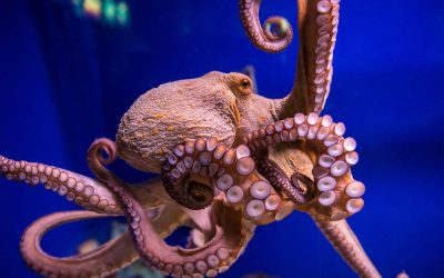 World Octopus Day: Protests at Spanish Embassies to stop world’s first octopus farm