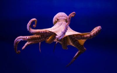 En långsam och grym död: Forskare fördömer förslagen om världens första bläckfiskodling