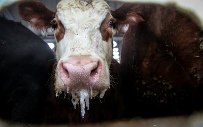 Zagrożenie metanem: 3 sposoby na ograniczenie emisji i uniknięcie katastrofy