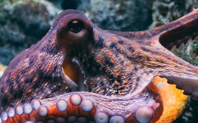 Octopus Farming Must Be Stopped