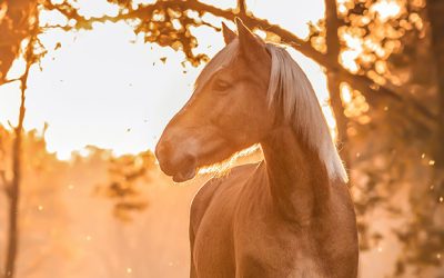 A exportação de cavalos vivos e o seu abate têm de acabar