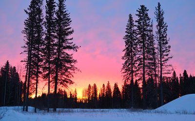 Rainbow Lake, Kanada'da iklim acil durumuna yanıt olarak Bitki Temelli Antlaşma çağrısını destekleyen ilk kasaba oldu