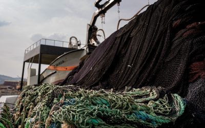 Die Fischereiindustrie muss zur Verantwortung gezogen werden