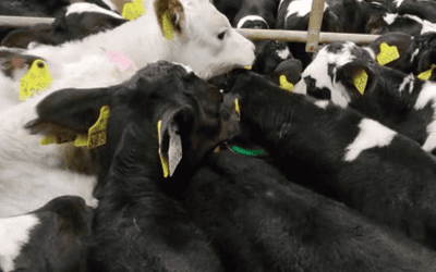 Why the live export of unweaned calves from Ireland should be banned