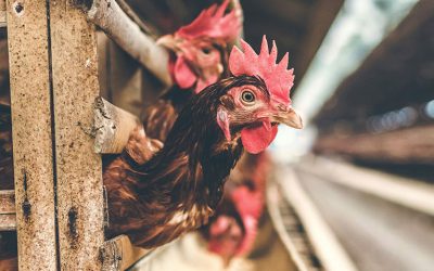 The Real Cost Of Eating Chicken Eggs