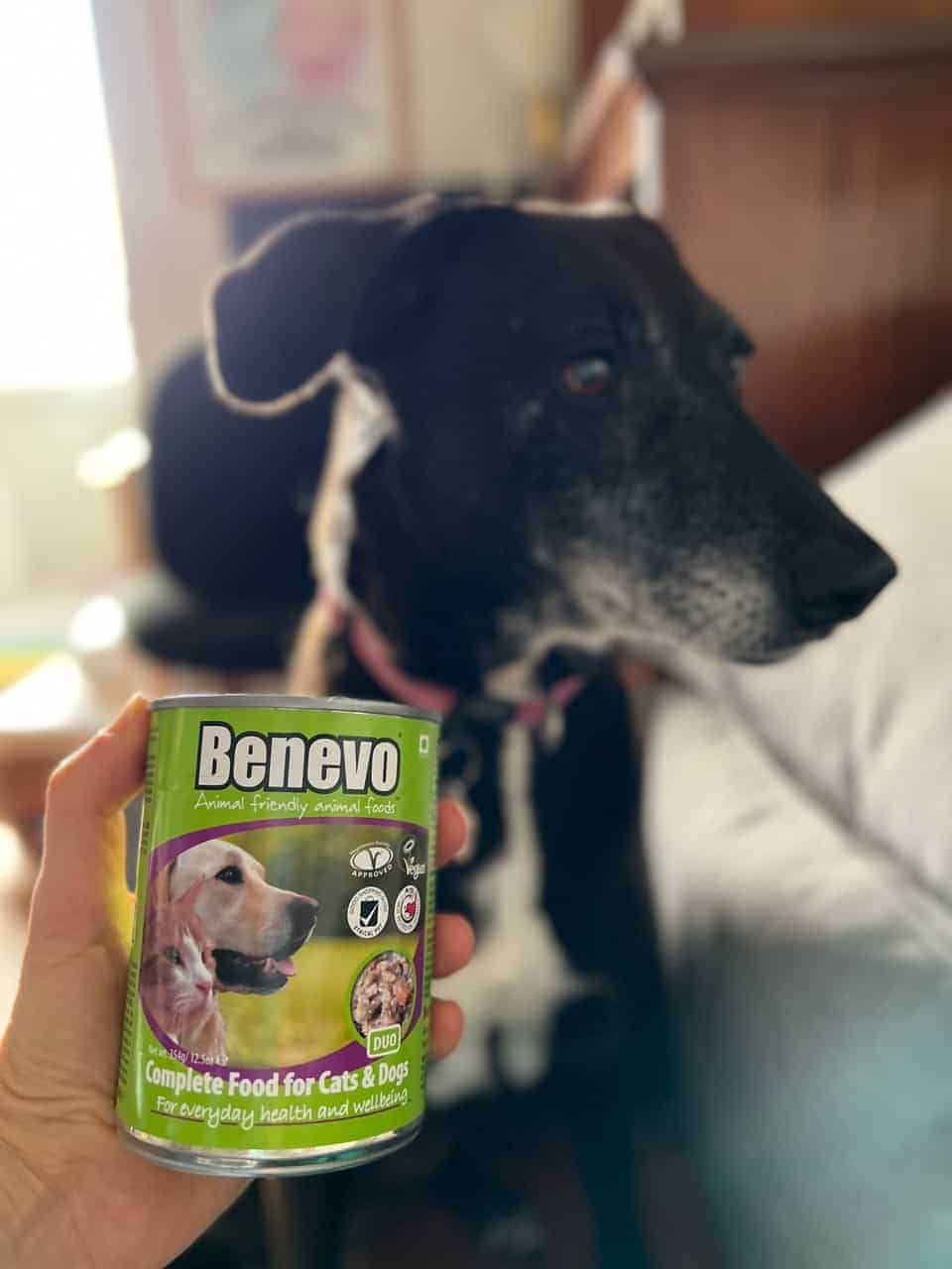 tin-of-vegan-dog-food-Benevo Hand holding a can of Benevo vegan dog food, with a dog in the background. The can is labeled 'Complete Food for Cats & Dogs' and marked vegan-friendly