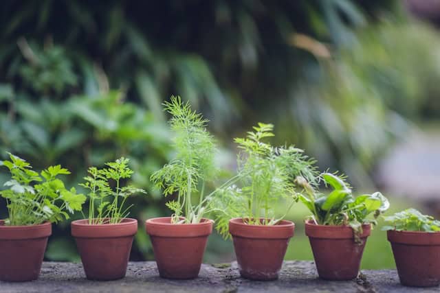 Grow Your Own Kale And Spinach For Healthy Green Smoothies