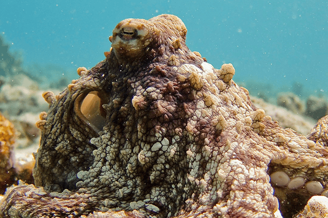 Did You Know Octopus Have Three Hearts And Blue Blood? These Magnificent Marine Mollusks Are Being Exploited And Need Our Help